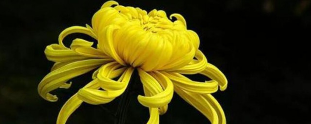 菊花一年开几次花 菊花每年的开花次数