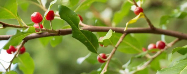 茱萸是什么植物 关于茱萸的简介