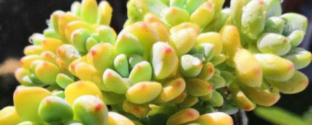 多肉劳尔的养殖方法和注意事项 多肉劳尔的养殖要领和注意事项有哪些