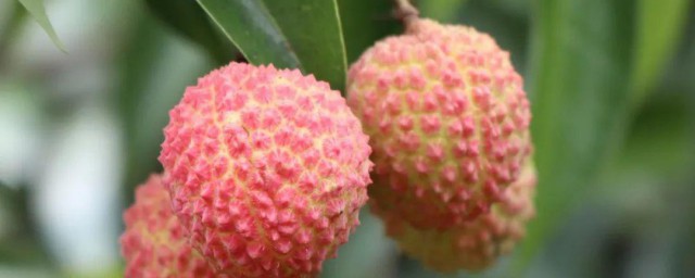 荔枝疏花精确技巧 荔枝怎样疏花