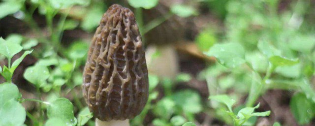 野生菌的保存技巧 野生菌保存技巧很重要