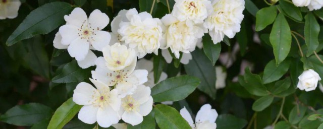 白木香花种植办法和时间 白木香花如何种植