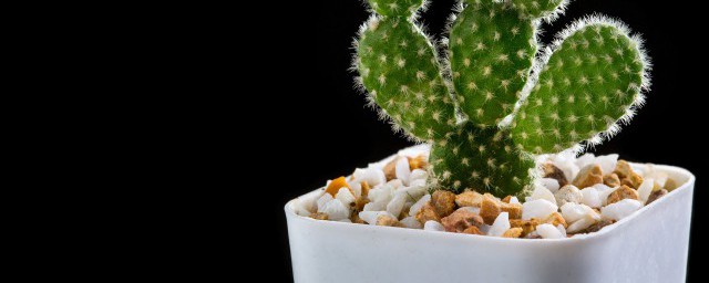 养殖仙人球技巧 仙人球种植技巧简介