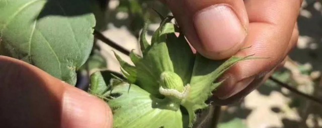 防治棉铃虫的最佳方法 详解几种防治棉铃虫的办法