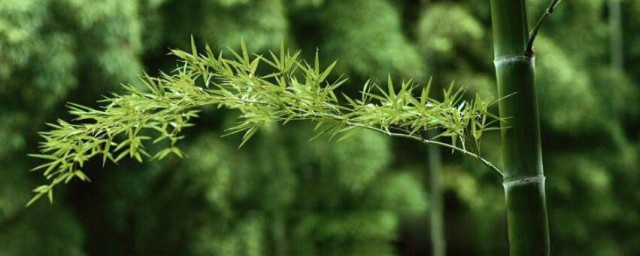 咬定青山不放松立根原在破岩中写的植物是啥 咬定青山不放松立根原在破岩描写的植物