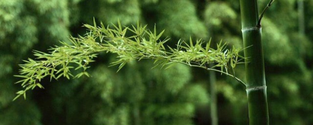 咬定青山不放松立根原在破岩中写的植物是啥 咬定青山不放松立根原在破岩描写的植物