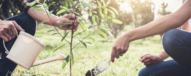 树苗定植基本方法 苗木移栽该如何定植的方法