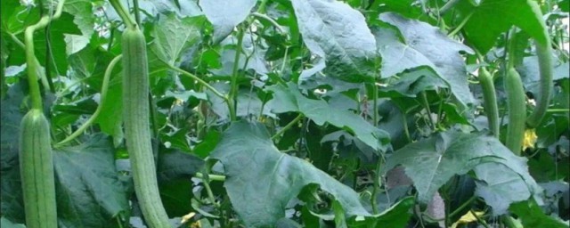 丝瓜定植管理要领要点都有哪些 丝瓜定植管理方法介绍