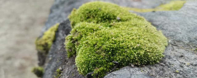 青苔水垢清洁小妙招 清除台阶上青苔的技巧分享