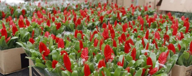 卡丽花怎样养 卡丽花养殖技巧