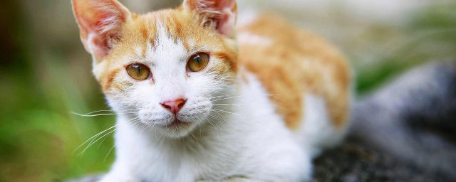 猫咪名字仙气十足 比较仙气十足的猫咪名字