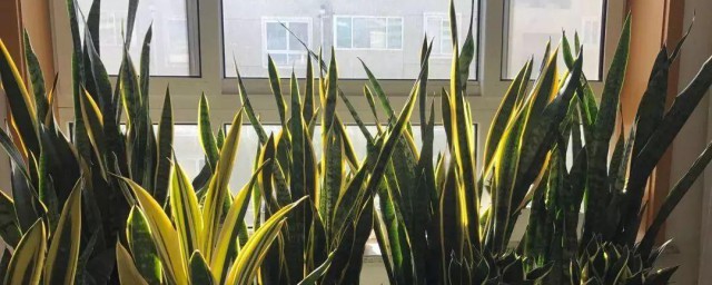 卧室养什么花对身体好 卧室养什么花