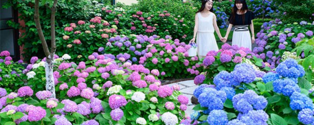 盆栽绣球花怎么养 怎么养好盆栽绣球