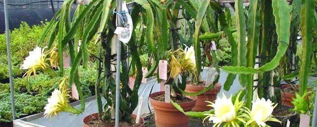 火龙果盆栽养殖技巧 火龙果盆栽养殖技巧简单简介