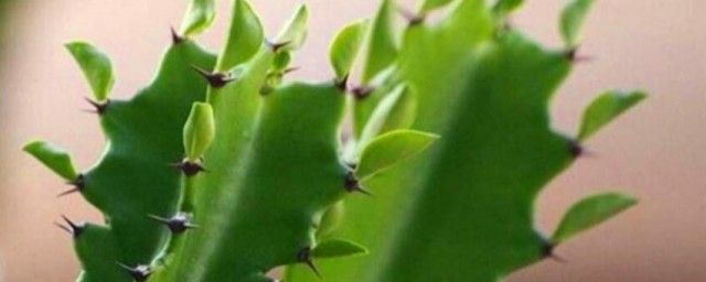 龙骨花为什么不能养 龙骨花不能养的原因