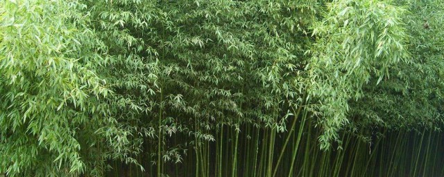金镶玉竹风水 金镶玉竹风水作用