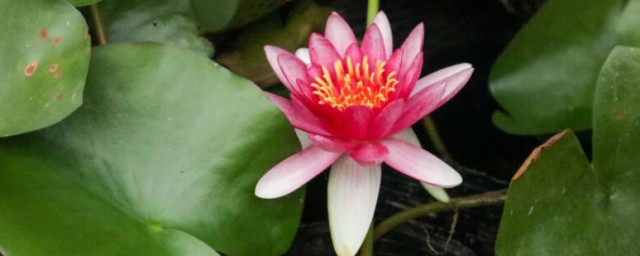 睡莲根可以全水养吗 睡莲根怎样水养