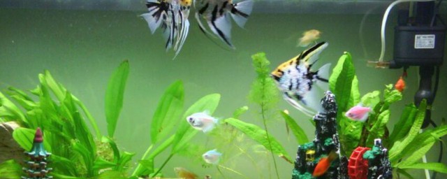 新鱼缸养水几天再养鱼 新鱼缸怎样养鱼