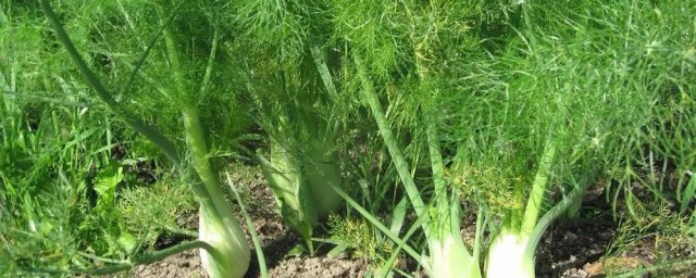 小茴香种植技巧 小茴香种植技巧简单简介