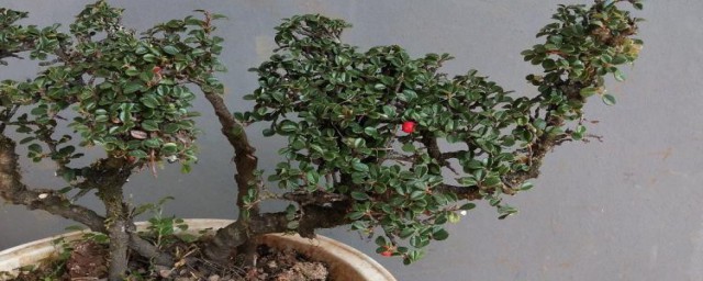 荀子怎样栽容易活 栽荀子技巧