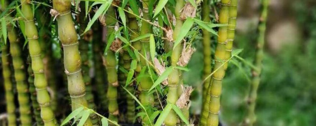 清明节驱邪植物 清明节驱邪植物有什么