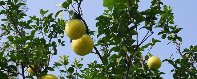 新鲜香橼可以直接吃吗 新鲜香橼可不可以直接吃