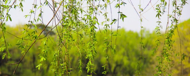 柳树风水解释 柳树种植风水解释