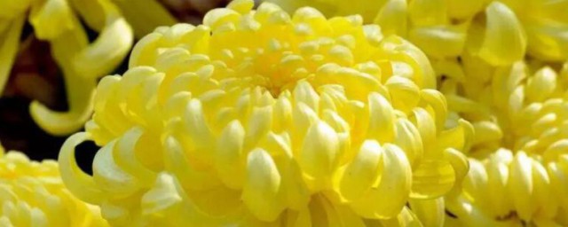 清明节菊花几朵为好 清明节菊花插几朵好