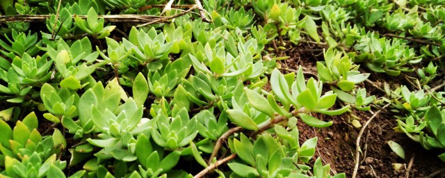 种养具体怎样做 植物怎样种养最好