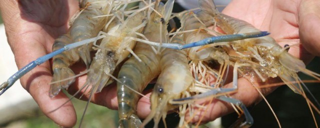 沼虾如何清洗 沼虾内脏怎么清理
