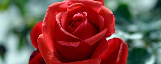 月季花水培养殖方式 水培月季花的养殖方式