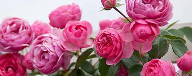凌霄花嫁接月季花技巧 月季花的嫁接技巧