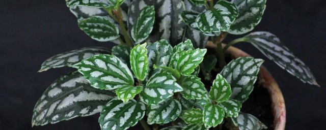 细叶冷水花的冬天养殖技巧 怎样养殖细叶冷水花