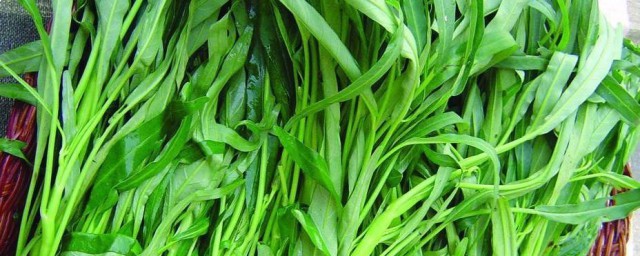 空心菜水培繁殖技巧 空心菜水培繁殖技巧是什么