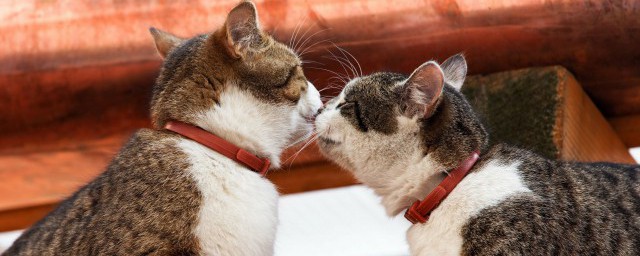 家养的猫被野猫咬了怎么办 家养的猫被野猫咬了需要根据咬伤程度选择处理要领