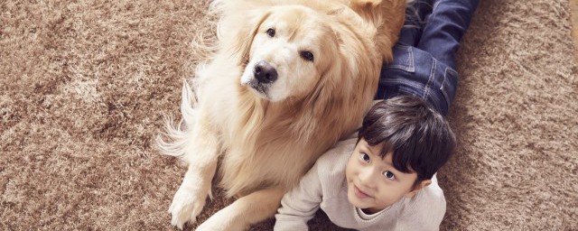 金毛喂养精确技巧 金毛犬最精确的饲养技巧