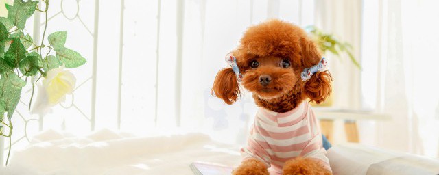 泰迪犬养殖教程 泰迪狗的饲养技巧?
