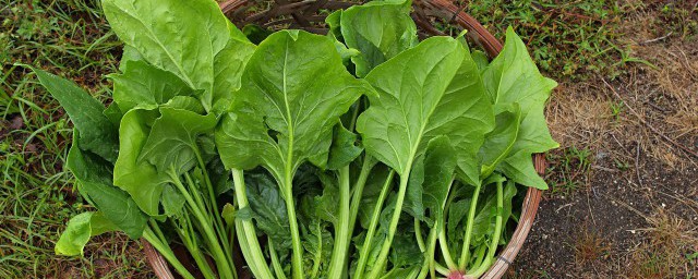 豆浆机可以榨菠菜汁吗 菠菜的功效
