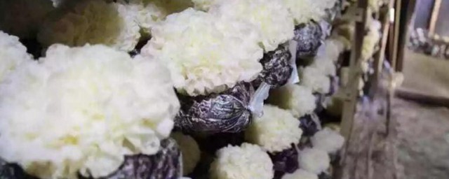白木耳隔夜可以吃吗 白木耳隔夜能不能吃