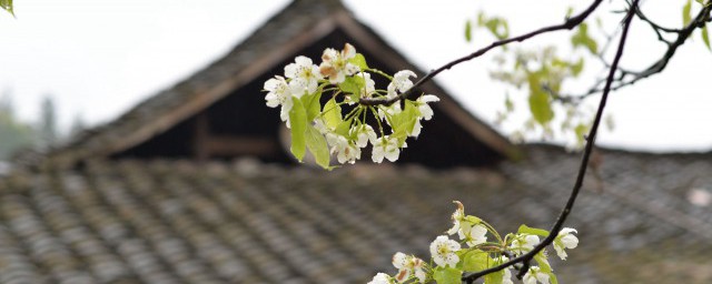 清明节的风俗 清明节有什么风俗