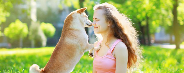 巴哥犬的优缺点 巴哥犬的优缺点 介绍