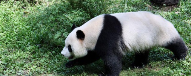 给熊猫留点吃的吧什么梗 给熊猫留点吃的吧是什么意思