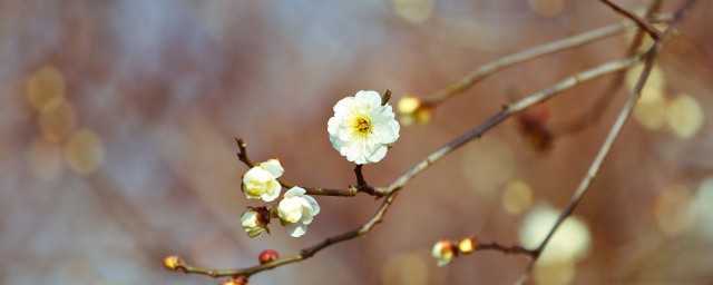 咬春吃啥蔬菜 咬春的简介