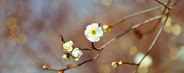 咬春吃啥蔬菜 咬春的介绍