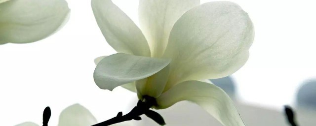 玉兰花诗句经典 有什么描写玉兰花的金典诗词?
