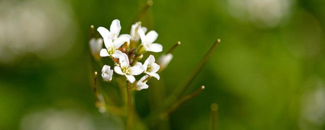 荠菜花的花语是什么 荠菜花的介绍