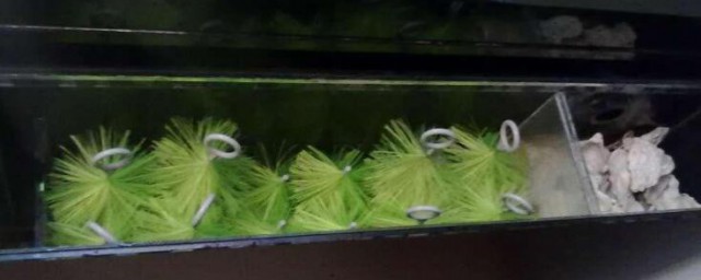 家用鱼池消菌最简单技巧 家用鱼池怎样消菌