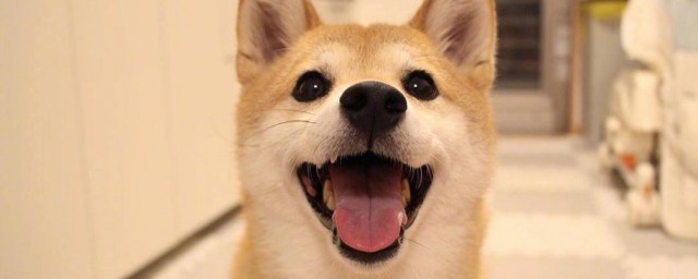 养柴犬的十大技巧 养柴犬技巧