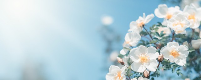 在家里安逸的文案 在家里安逸的句子精选