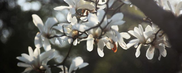 上海的市花是什么 关于上海的市花的简介